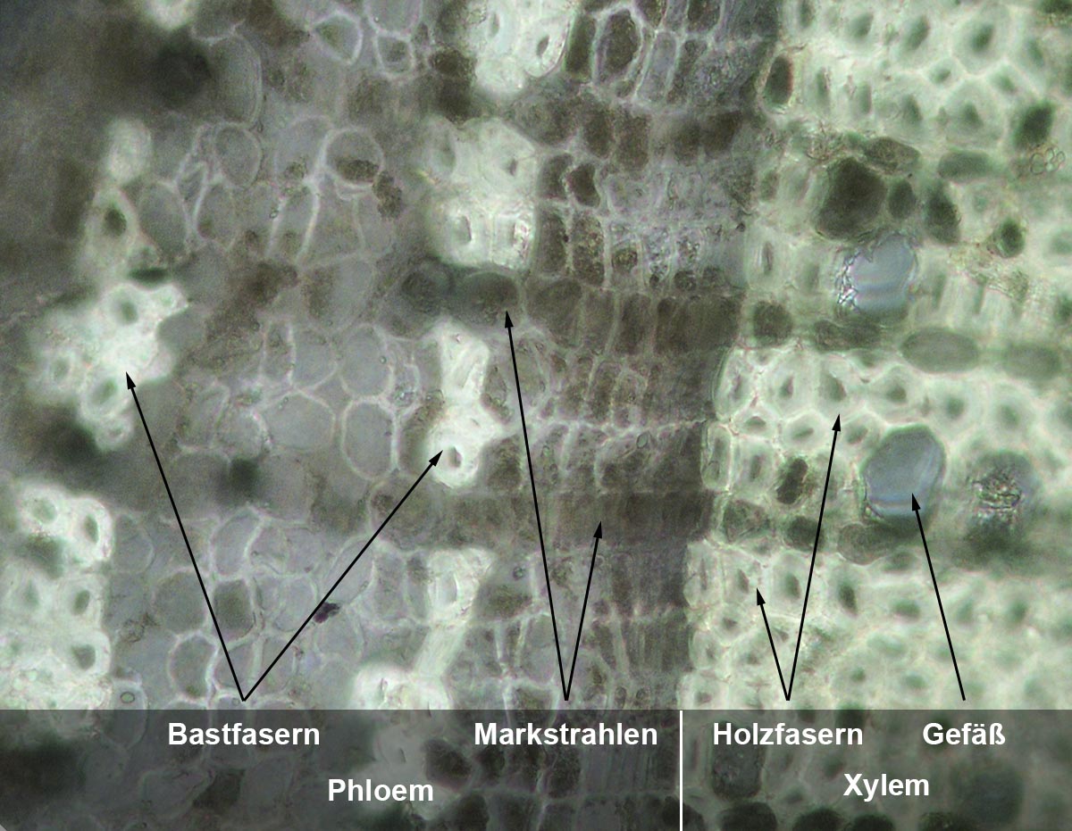 Phloem und Xylem